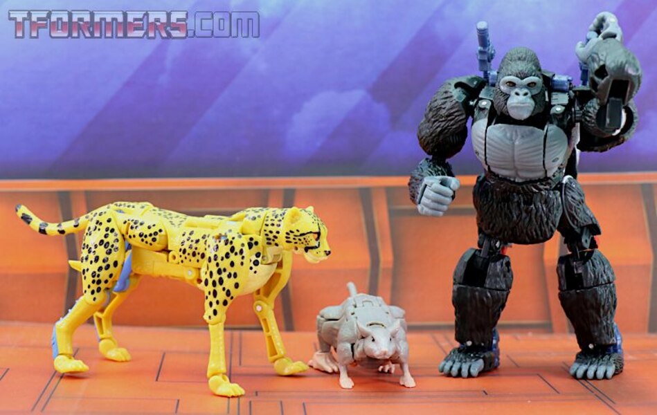 Transformers Kingdom Wave 1 Optimus Primal  (52 of 55)